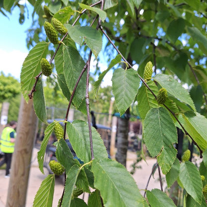 Betula alleghaniensis