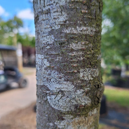 Betula alleghaniensis