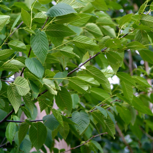 Betula alleghaniensis