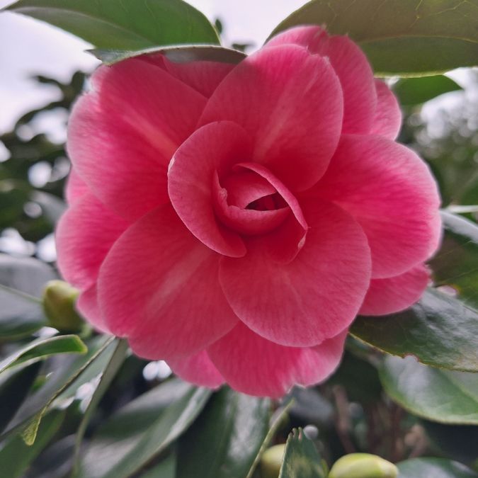 Camellia japonica 'Pink Perfection'