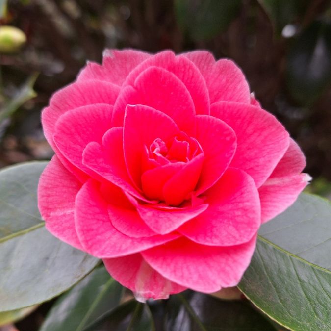 Camellia japonica 'Pink Perfection'