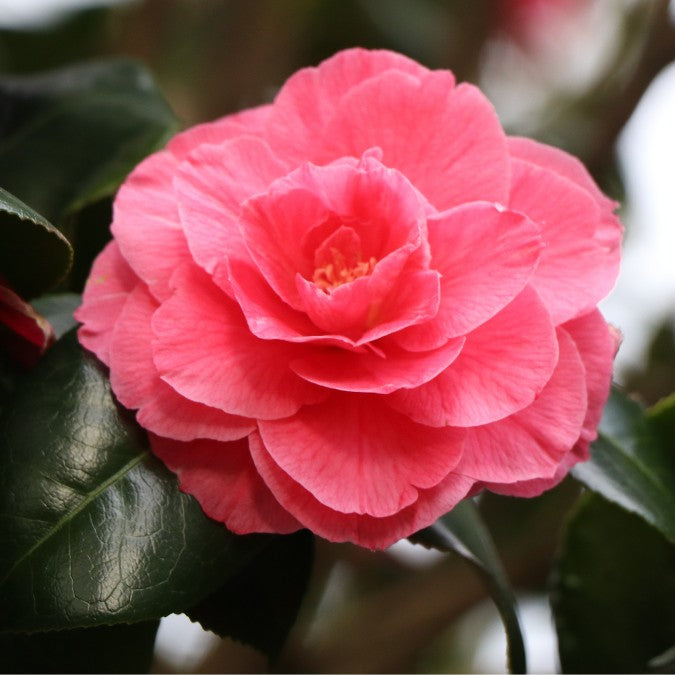 Camellia japonica 'Lavinia Maggi – Majestic Trees