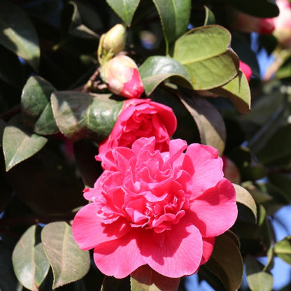 Camellia × williamsii 'Debbie'