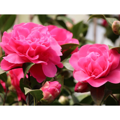 Camellia × williamsii 'Debbie'