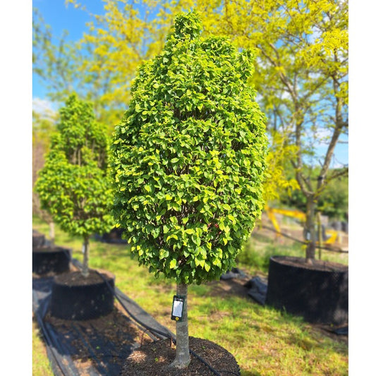 Carpinus betulus 'Monumentalis'