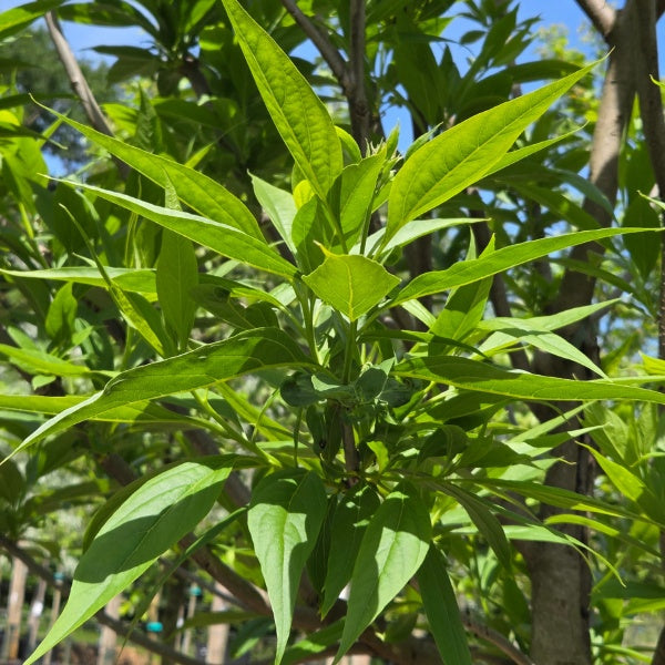 Chitalpa tashkentensis