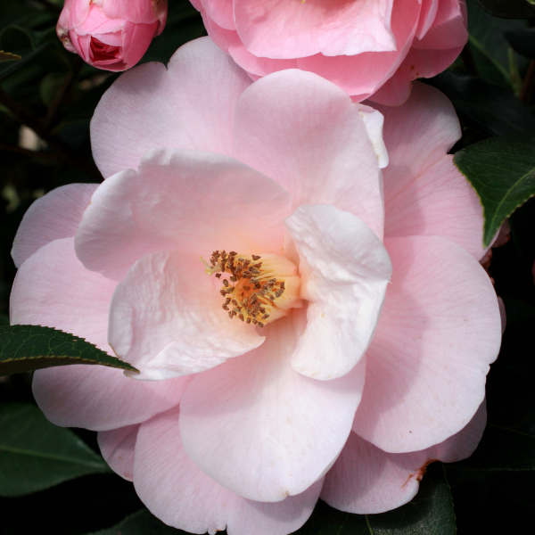 Camellia × williamsii 'Citation'