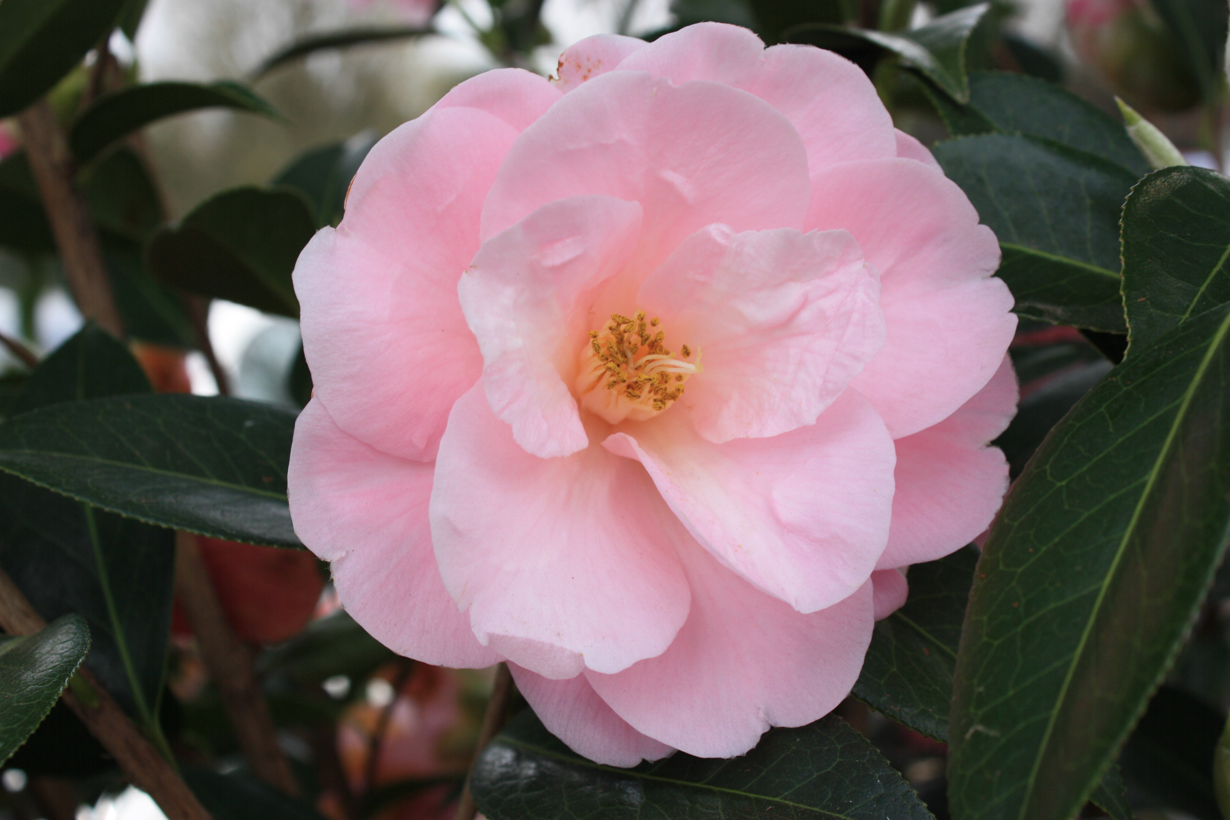 Camellia × williamsii 'Citation'