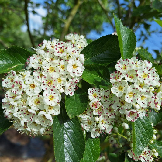 Crataegus x persimilis