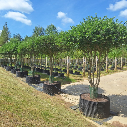Crataegus x persimilis