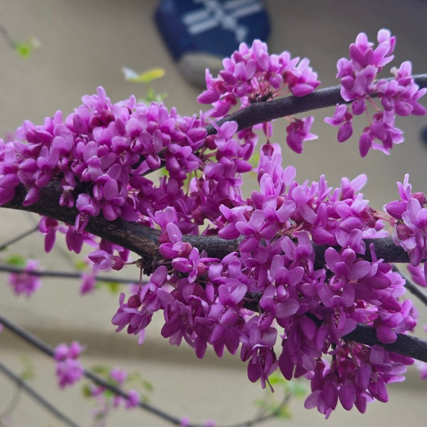Cercis canadensis