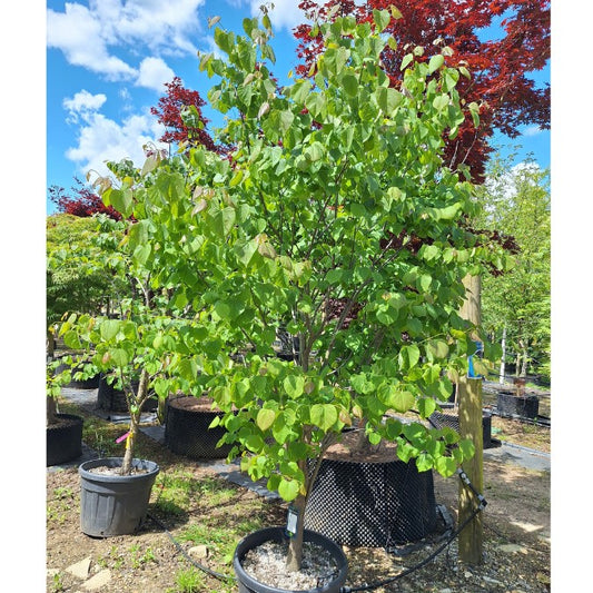 Cercis canadensis