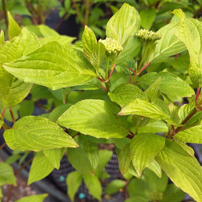 Cornus alba