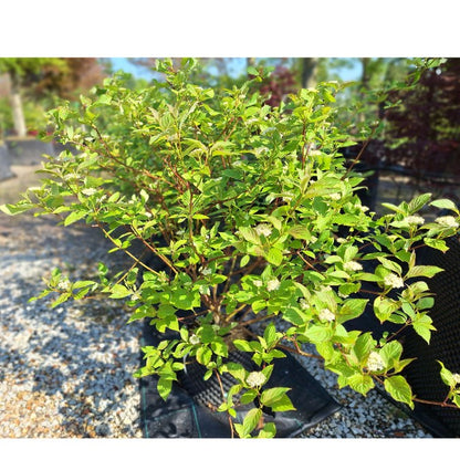 Cornus alba