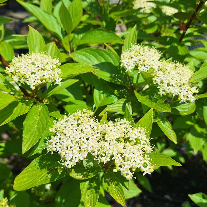 Cornus alba