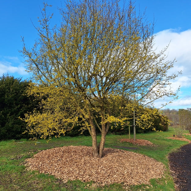 Cornus mas