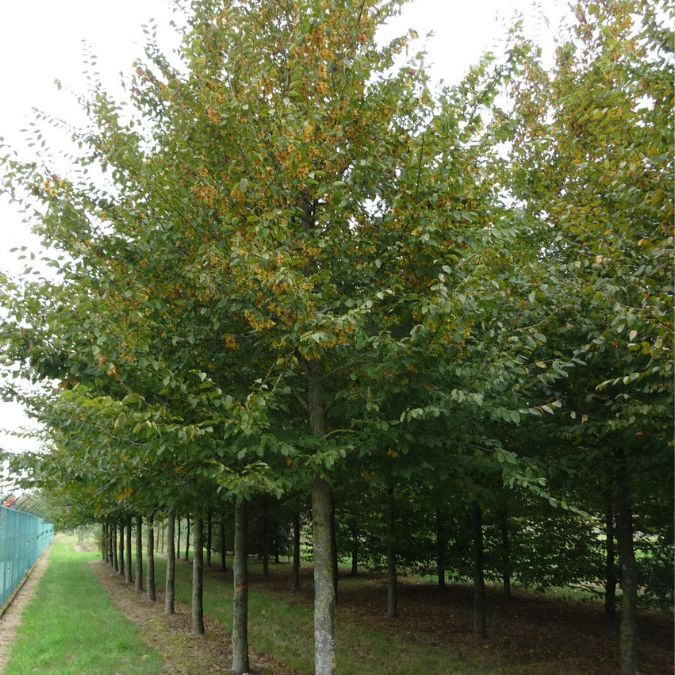 Carpinus betulus 'Purpurea'