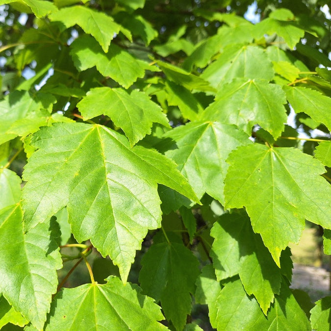 Acer rubrum 'Scanlon'