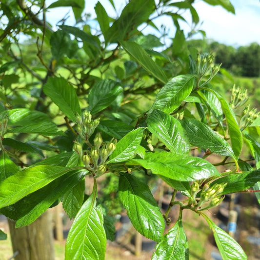 Crataegus x lavalleei