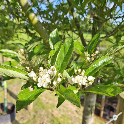 Crataegus x lavalleei