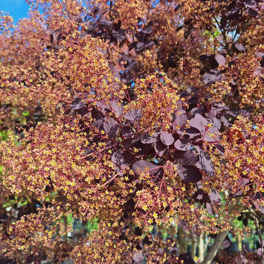 Cotinus coggygria 'Royal Purple'