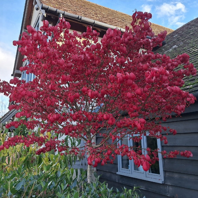 Euonymus alatus 'Compactus'