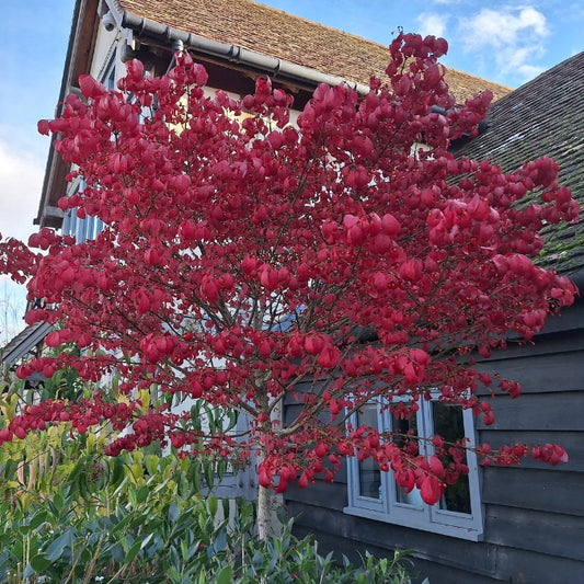 Euonymus alatus 'Compactus'