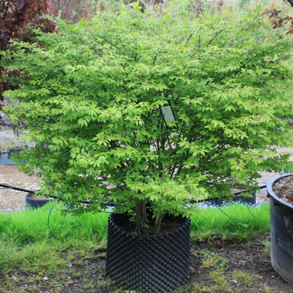 Euonymus alatus 'Compactus' – Majestic Trees