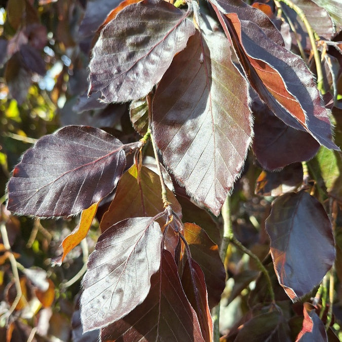 Fagus sylvatica 'Purple Fountain'