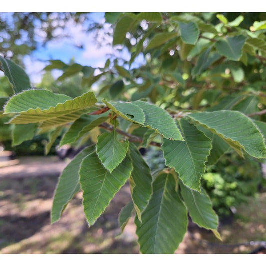 Fagus orientalis