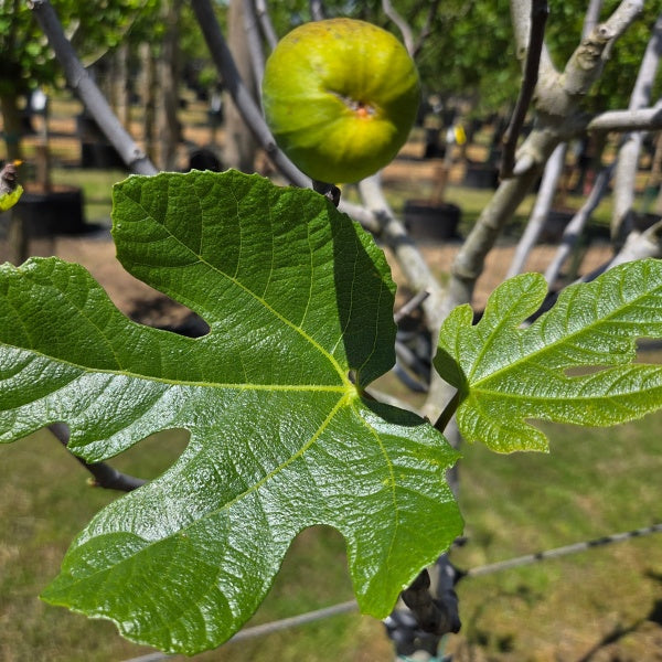 Ficus carica 'Fiorone Nero'