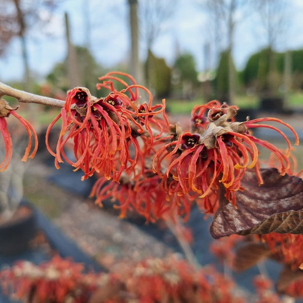 Hamamelis × intermedia 'Jelena'