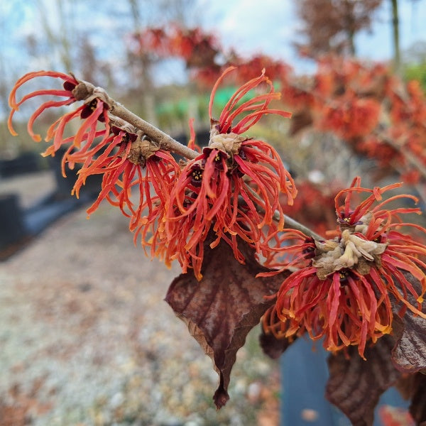 Hamamelis × intermedia 'Jelena'