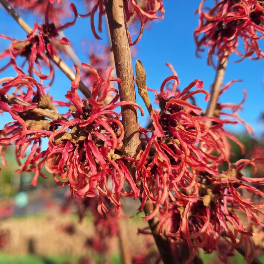 Hamamelis × intermedia 'Ruby Glow'