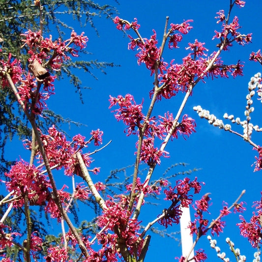 Hamamelis × intermedia 'Ruby Glow'