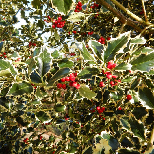 Ilex aquifolium 'Aurea Marginata'