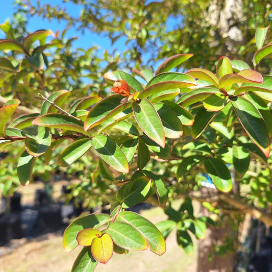 Lagerstroemia indica