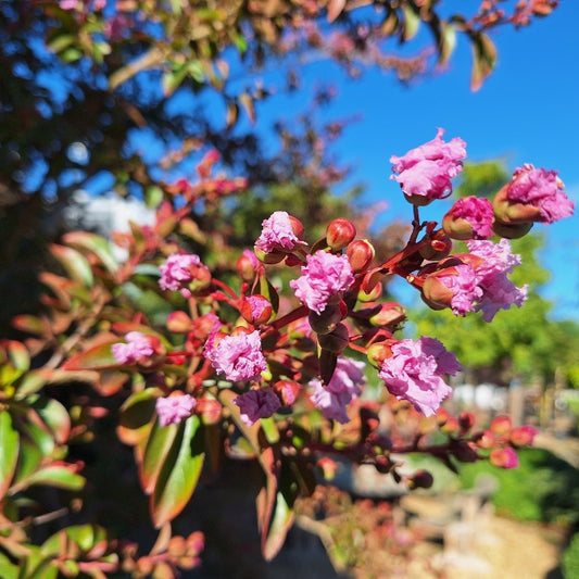 Lagerstroemia indica