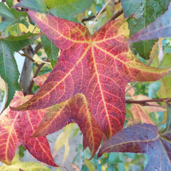 Liquidambar styr. 'Lane Roberts'