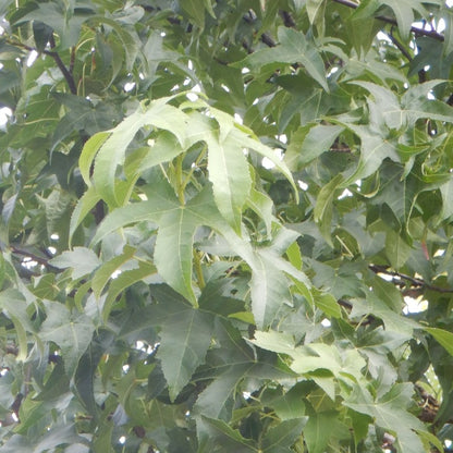 Liquidambar styr. 'Lane Roberts'