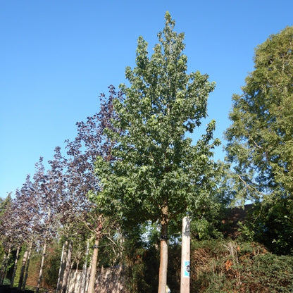 Liquidambar styr. 'Lane Roberts'