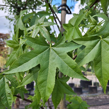 Liquidambar styr. 'Lane Roberts'