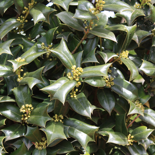 Ilex cornuta