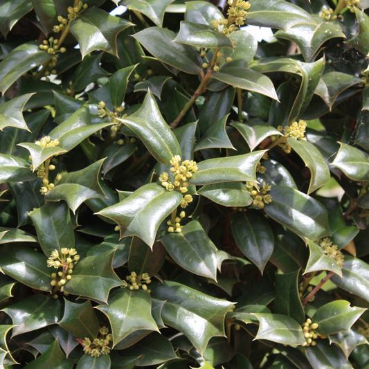 Ilex cornuta