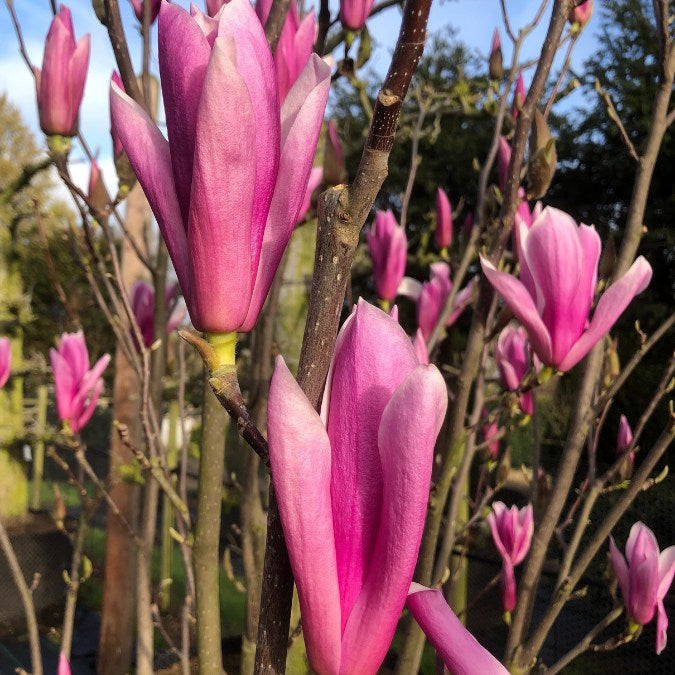 Magnolia 'Heaven Scent'