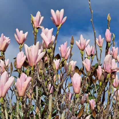 Magnolia 'Heaven Scent'