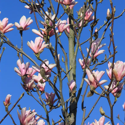 Magnolia 'Heaven Scent'