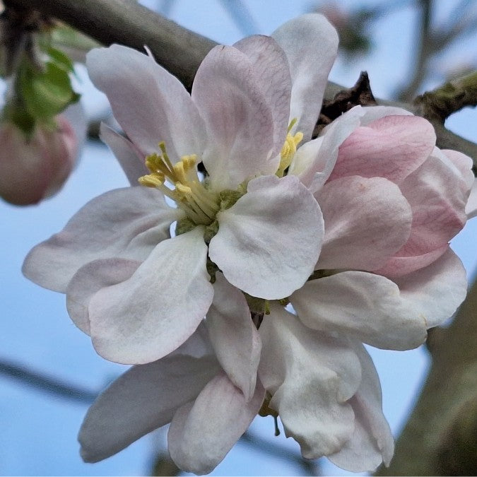 Malus d. 'Gravenstein'