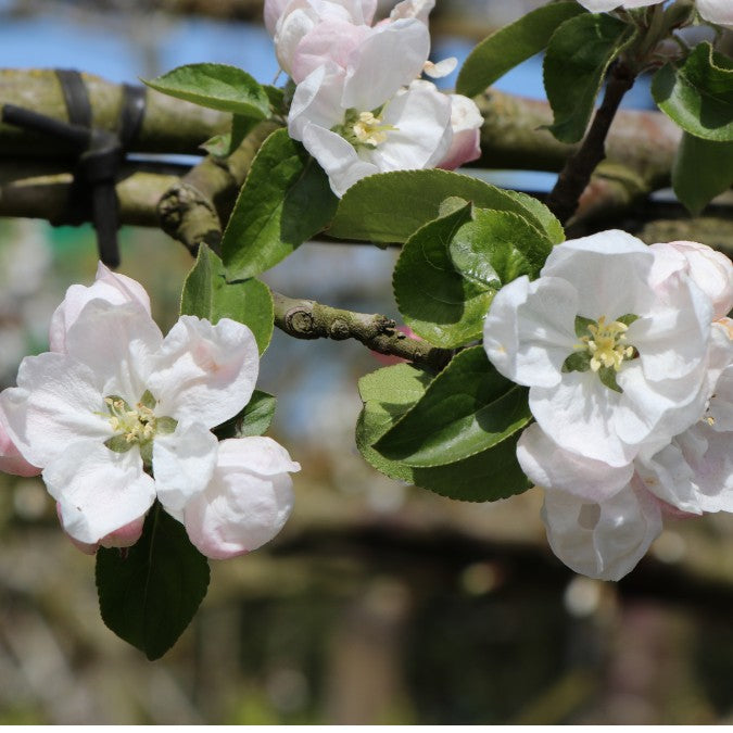 Malus d. 'Gravenstein'