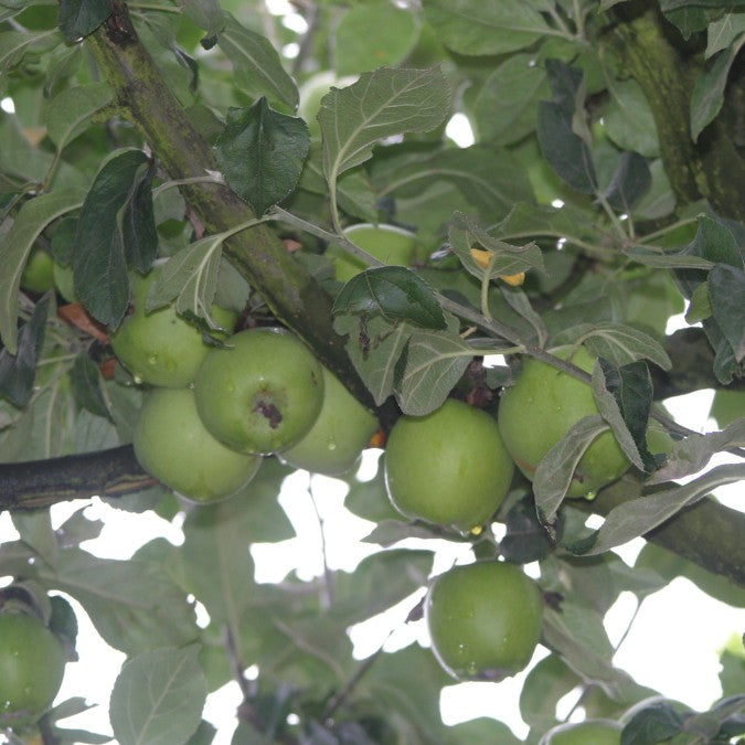 Malus d. 'Gravenstein'